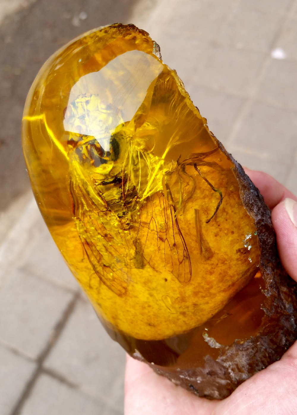 精美仿古天然琥珀 蜜蜡 圆柱形虫珀 蝎子 蜘蛛 蝴蝶 据家摆件批发