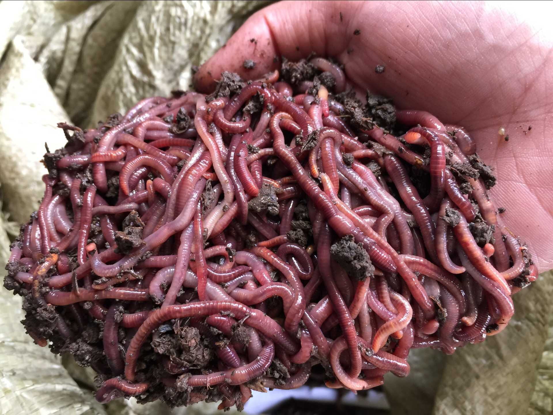 地润供应红蚯蚓 垂钓 钓鱼蚯蚓 鱼饵 日本二号 钓饵 红蚯蚓批发