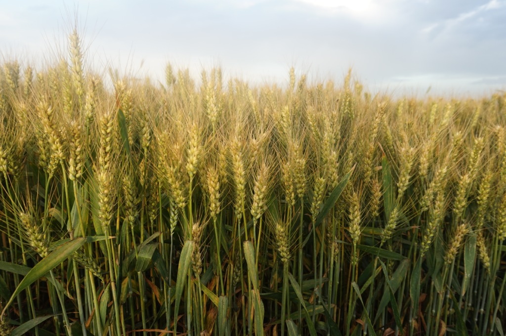 本公司长期供应高产优良小麦种子-铁杆黄金麦,大穗优产,抗倒