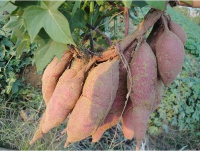 河南瓦岗红薯批发 红薯价格 徐薯32红薯现货150吨现货供.