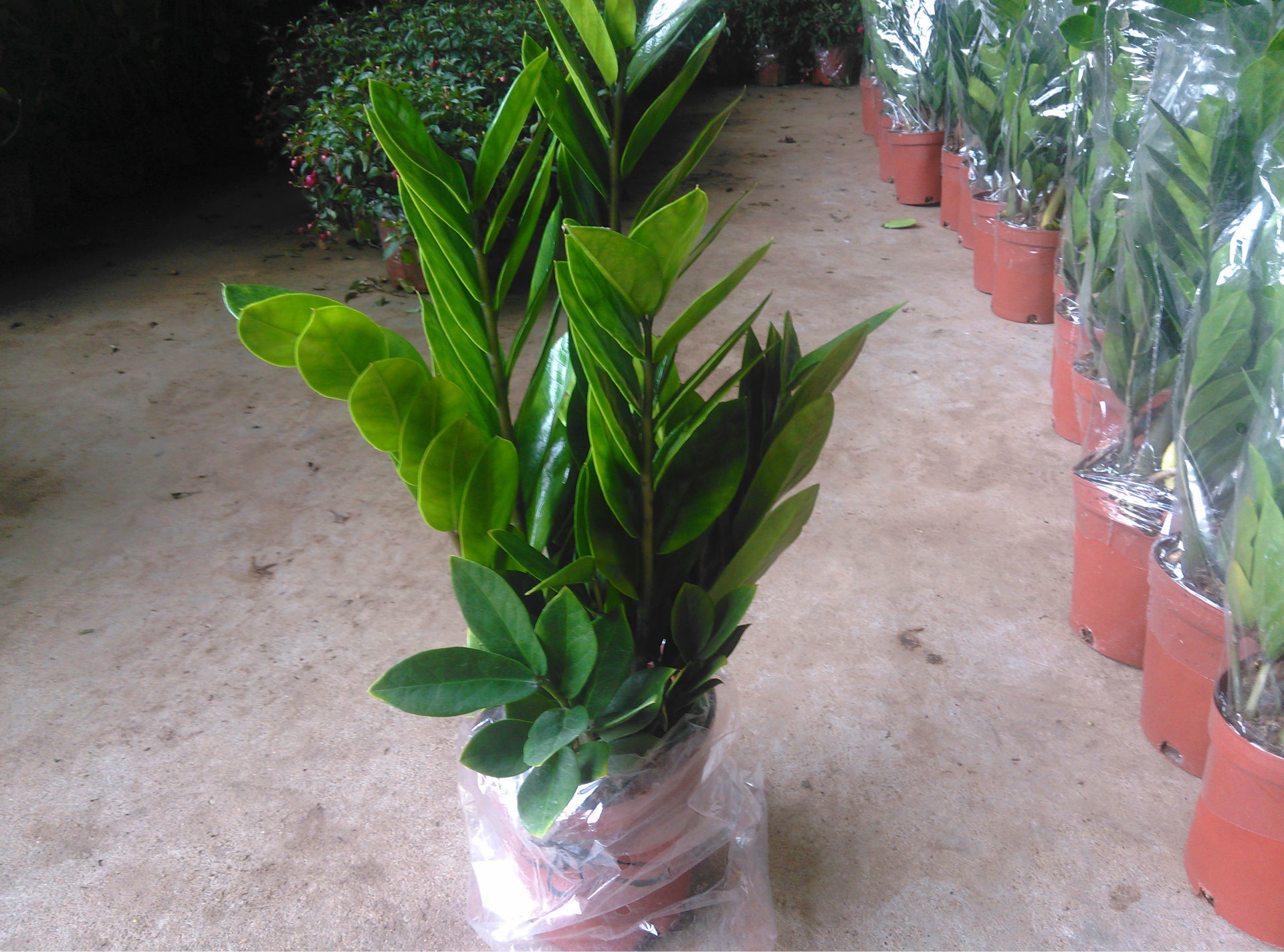 大量批发金钱树 150mm杯 室内小盆栽 基地直销