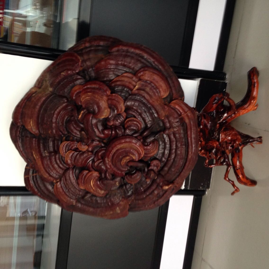 >霍山赤芝 灵芝盆景 活体嫁接 可观赏可食用  灵芝盆景的养护