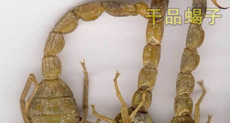 大量供应蝎子全蝎种苗免费提供技术招商加盟回收产品
