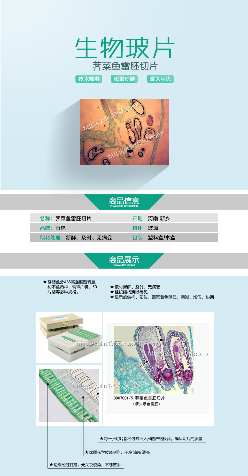 生物切片 教学仪器 生物玻片标本 荠菜鱼雷胚切片