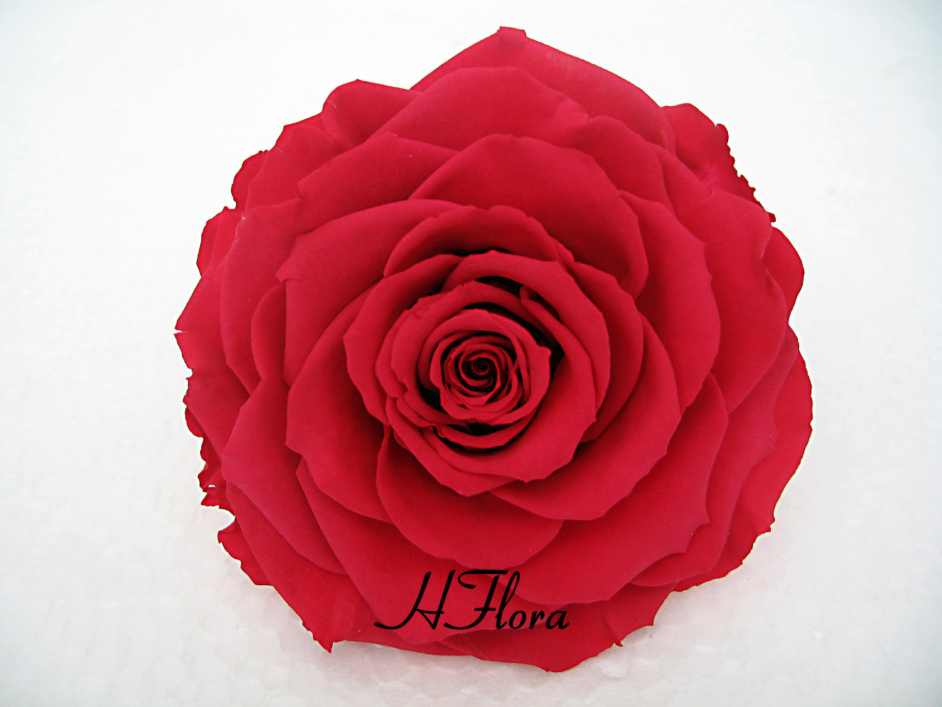 厄瓜多尔进口roseamor永生花巨型永生玫瑰花永生礼盒必.