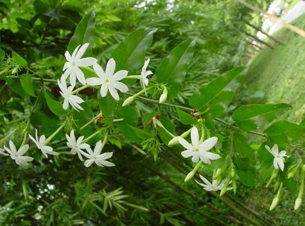 扭肚藤粉扭肚藤浸膏粉扭肚藤浓缩粉