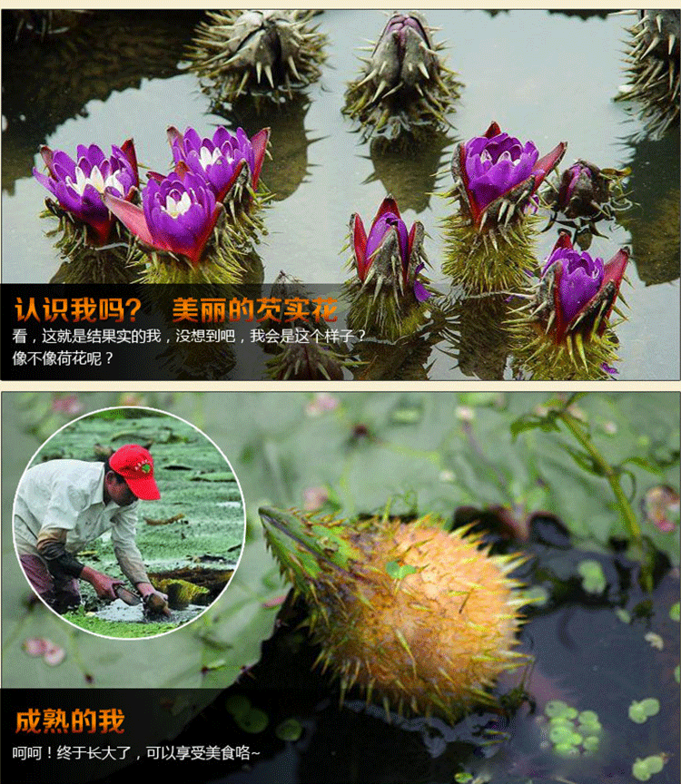 批发养生中药材开芡实精选优质大芡实药食同源代工oem贴牌500g