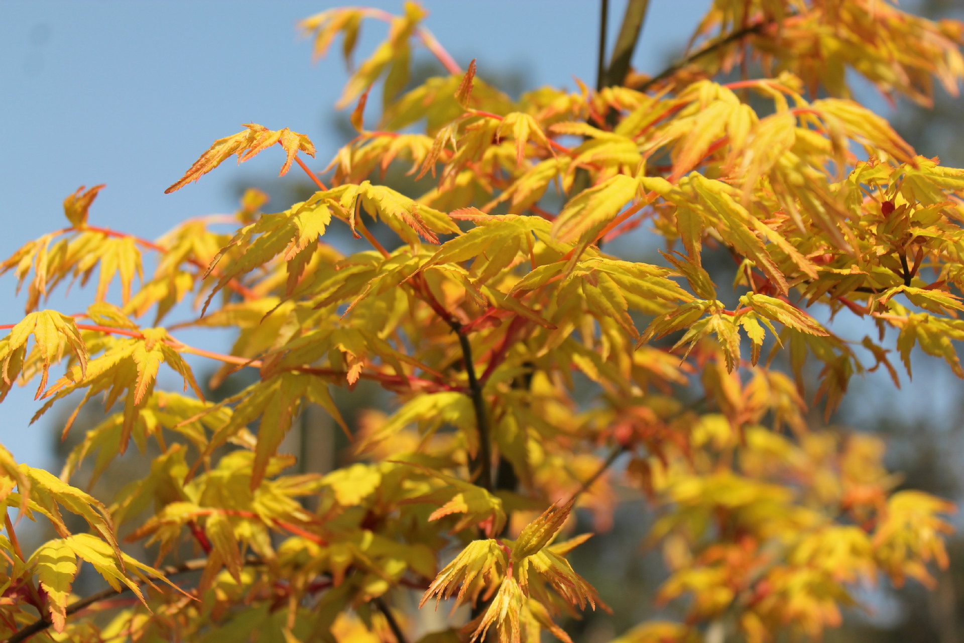 出售嫁接日本红枫橙之梦 又名黄金枫 彩色叶