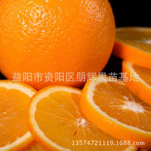 橙子树苗价格_今日最新橙子树苗价格行情走势