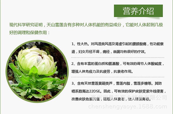 晨升药业中药材批发优质特级天山雪莲花茶 花草茶