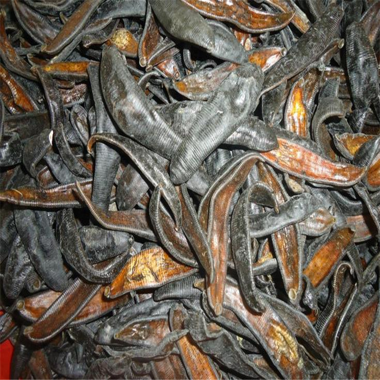 批发清水水蛭蚂蝗大货长期销售