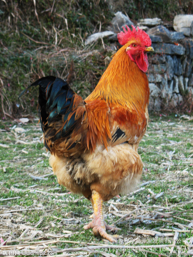 白鹿高山礼品土鸡