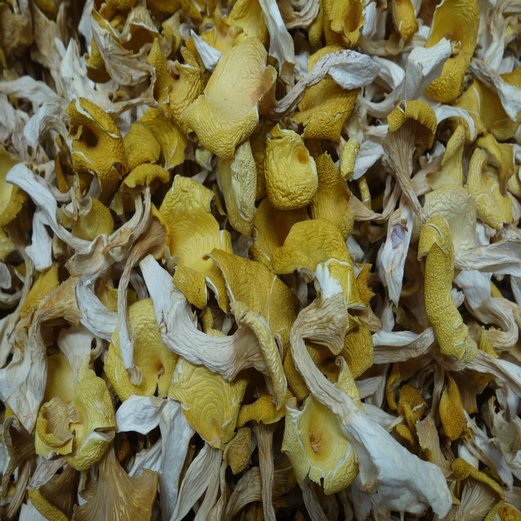 黄金菇批发 鸡油菌批发 云南特产&mda