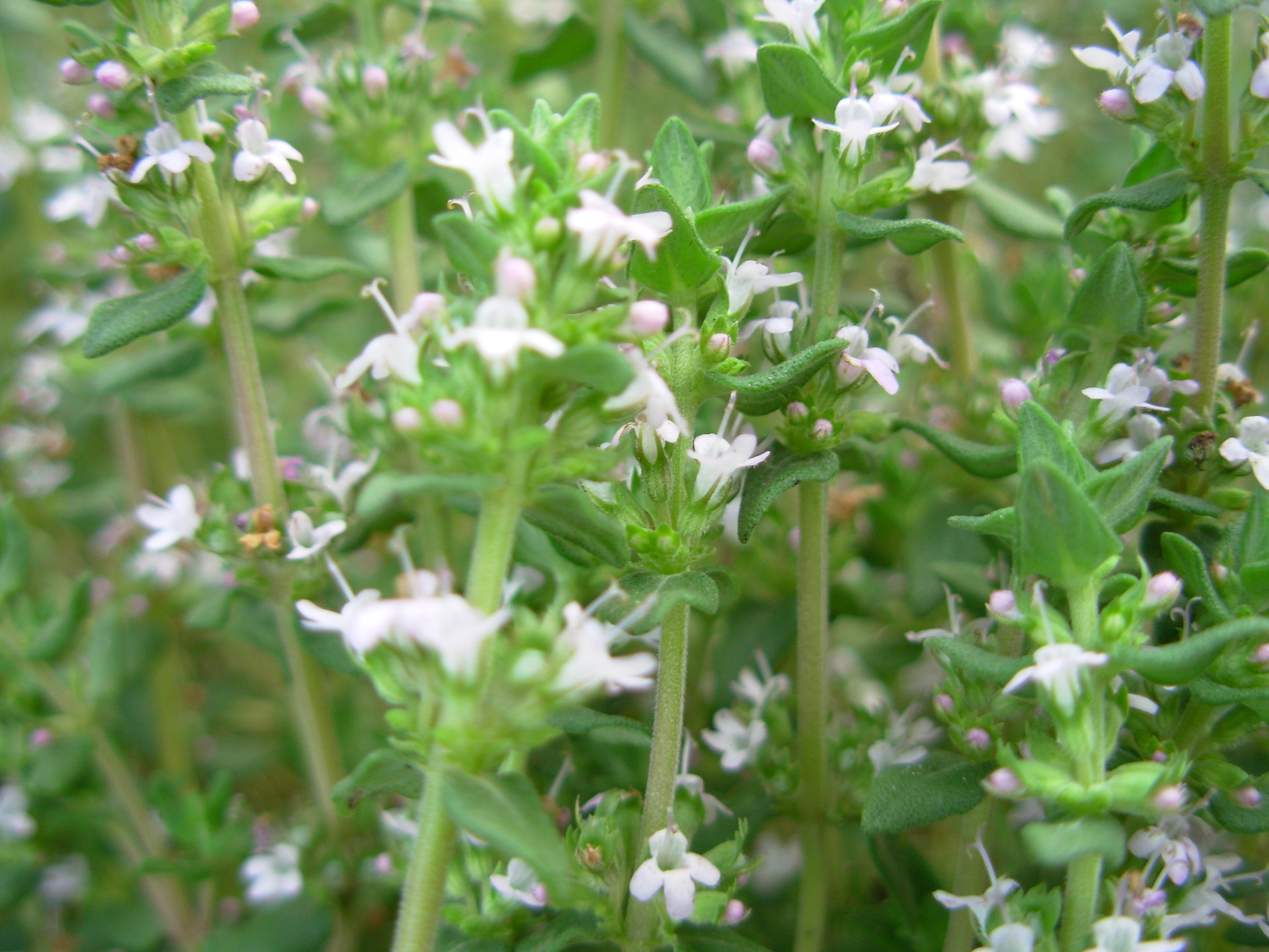 供应阔叶百里香种子