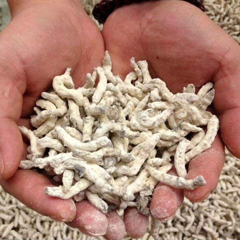 白僵蚕 僵蚕 歙县华龙花药经营部正品中药白僵蚕 包邮