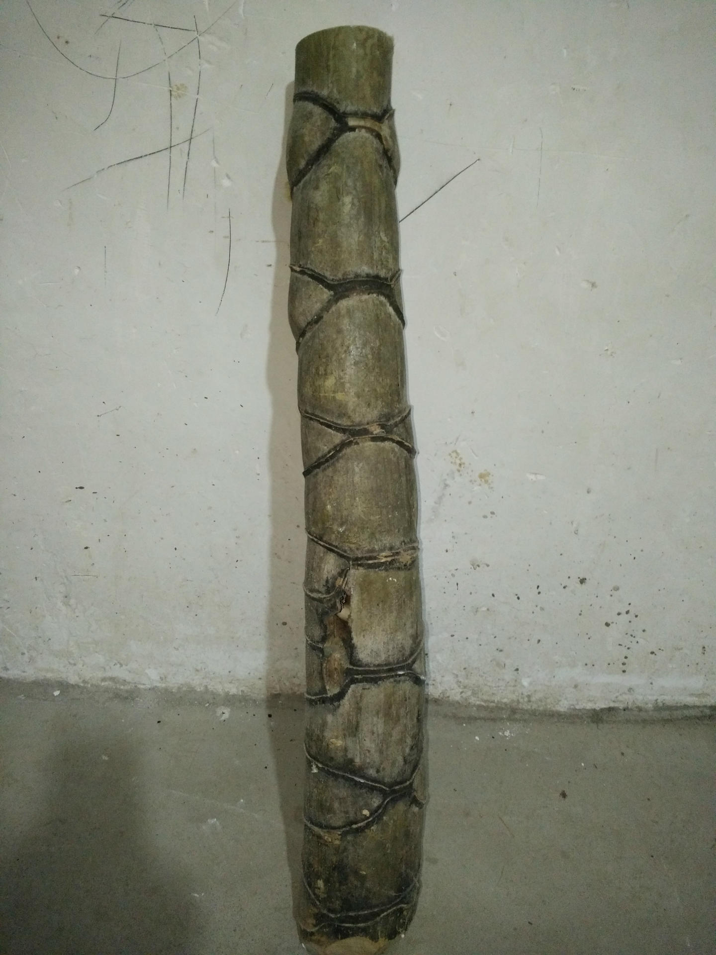 福建莆田仙游供应龟壳外形毛竹八卦形毛竹鬼竹8字形竹2