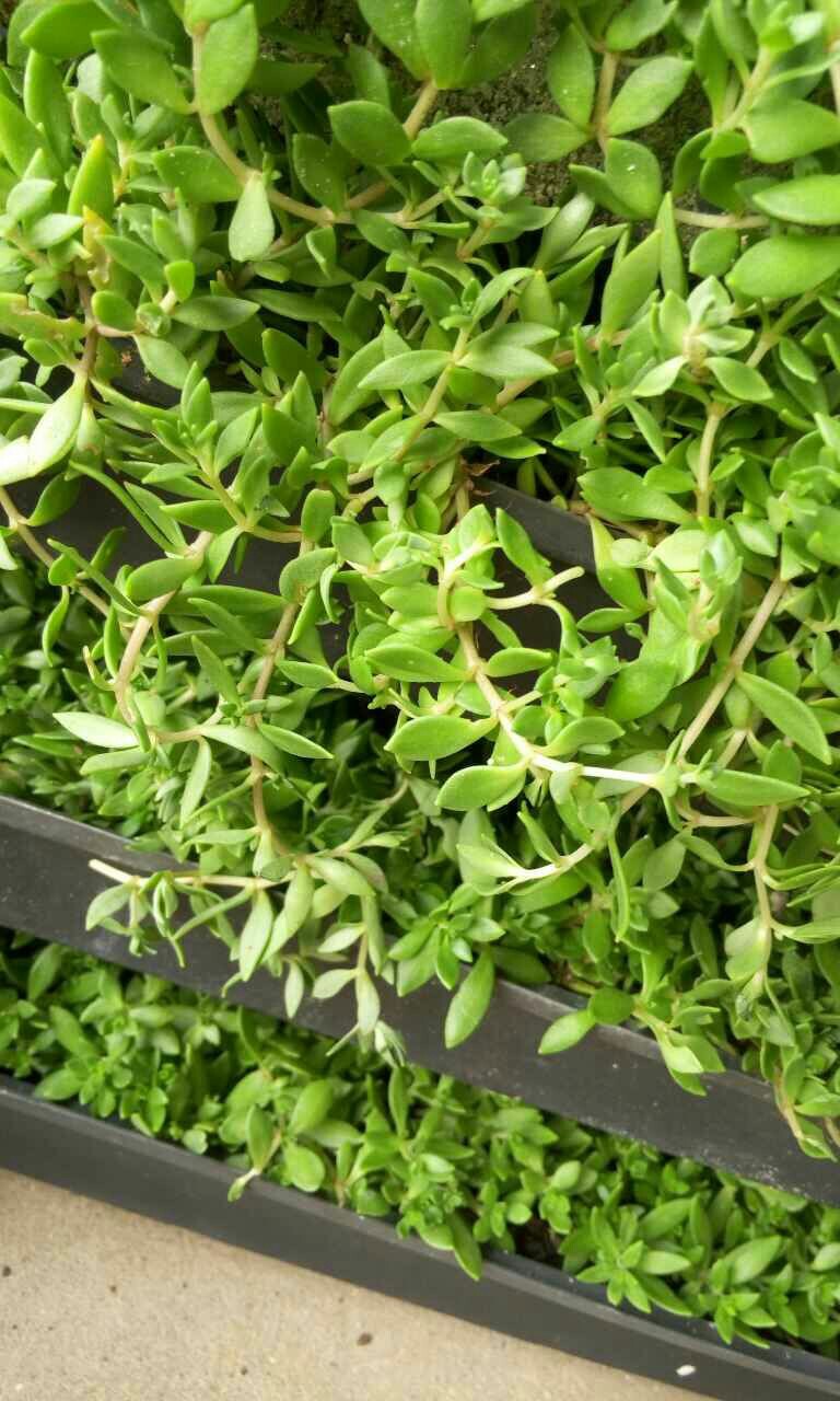 广东广州垂盆草中药草 工程用绿化草坪用苗绿色盆栽花卉 吊兰花卉电视