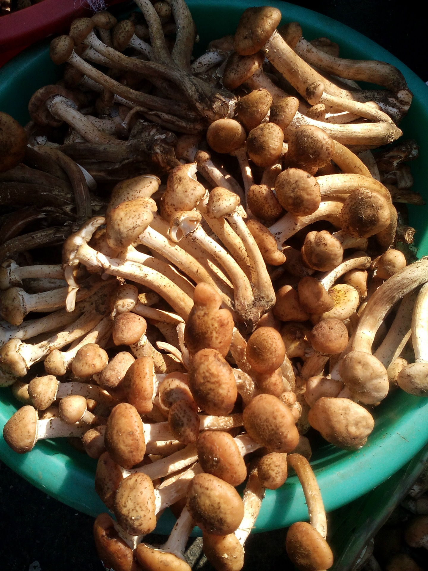 专业品质 经过人工仔细挑选出的 食用菌东北土特产 迷你草榛蘑丁