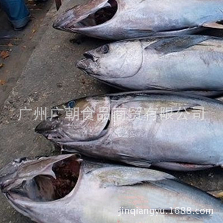 超低温远洋蓝鳍金枪鱼远洋原整条冰鲜金枪鱼冷冻水产品