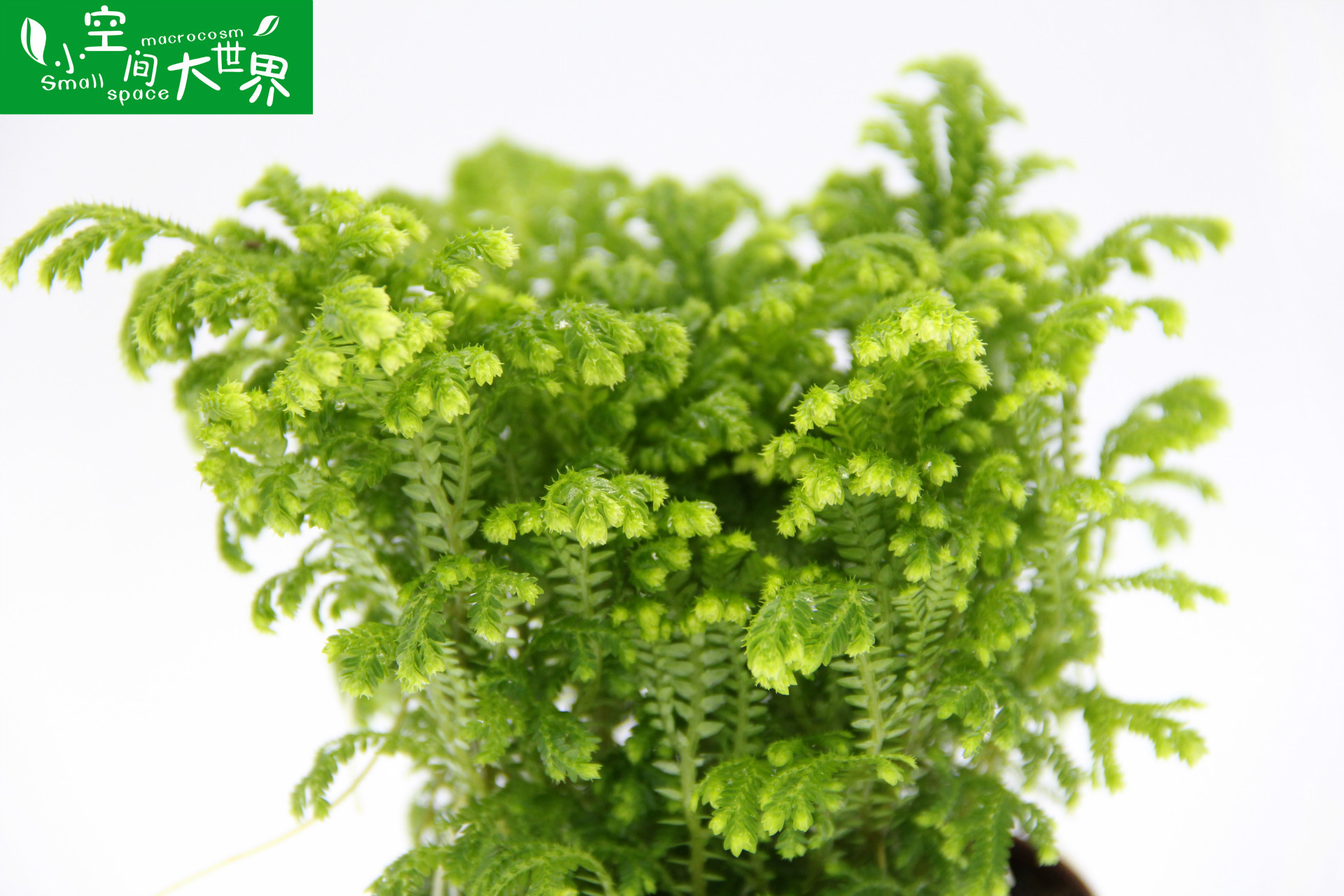 批发微景观蕨类植物盆栽翠云草 吉祥草 荧光珊瑚蕨创意盆栽