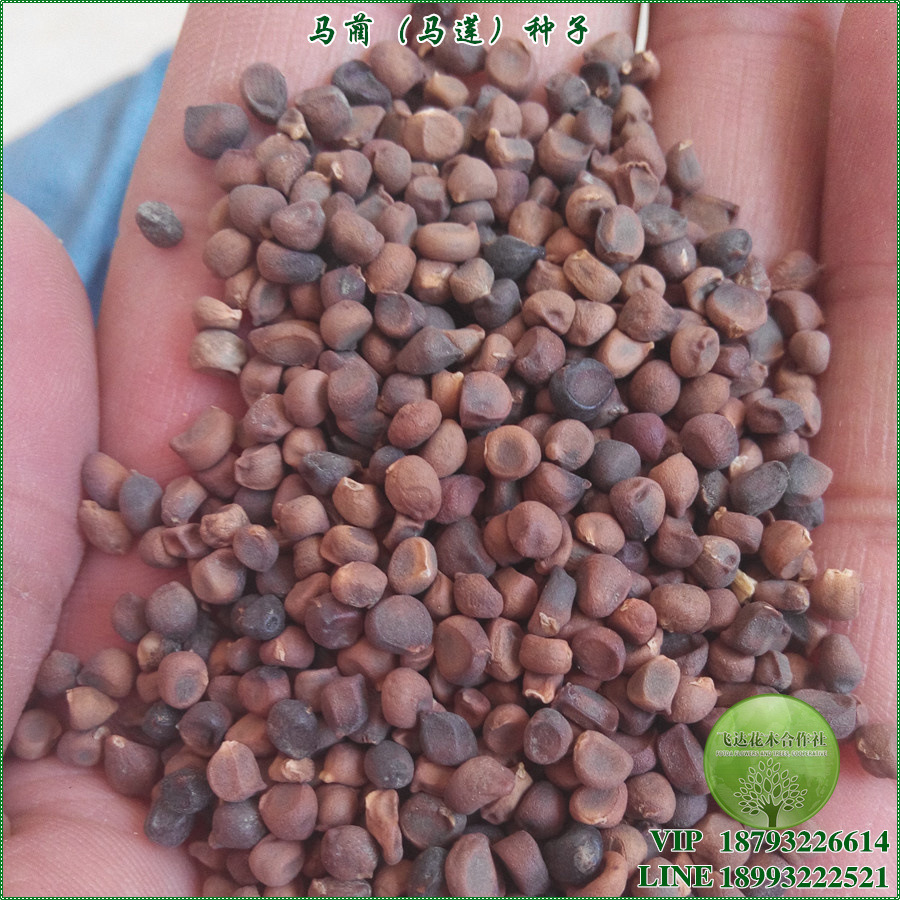 马蔺 马莲花 马兰花 马帚子 种子 籽种 基地采摘 新种 全年热卖