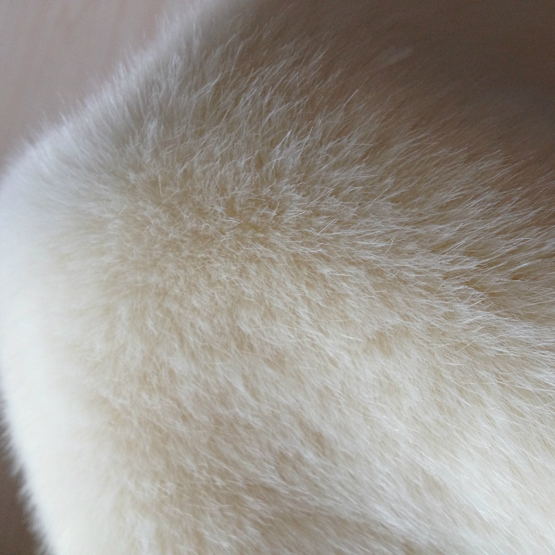 供应 米白色 仿兔毛 服装用料 仿真皮草 长毛绒 毛领