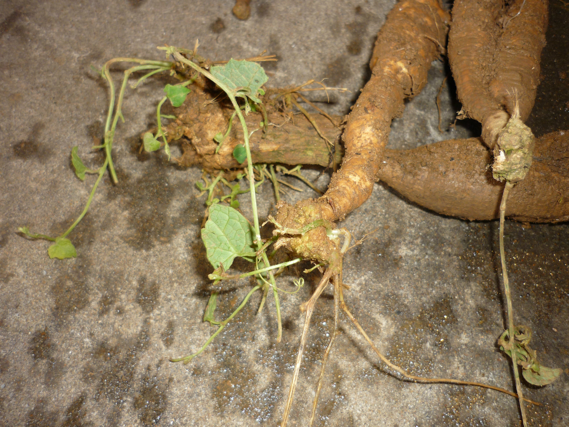 正宗福建红参果火蜜果红香果红参果苗厂家批发