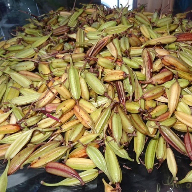 供应 两年生三叉紫花白芨果荚基地直发,量大从优