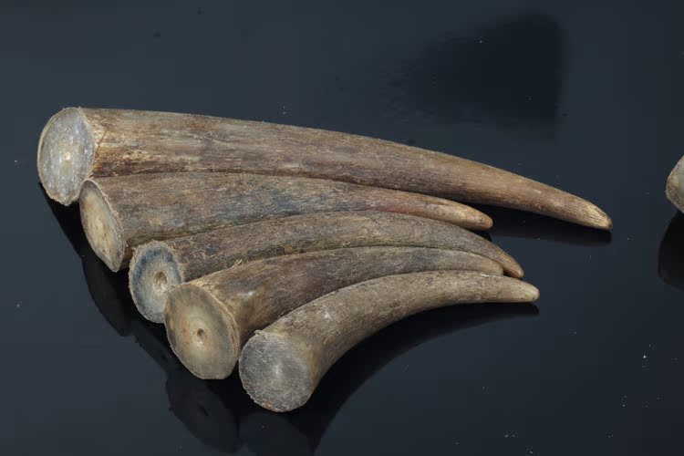 天然黑水牛角原材料实心黑色黑水牛角 牛角梳雕件工艺品材料