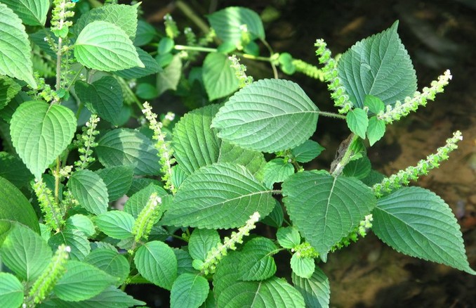 白苏叶粉白苏叶纯粉白苏叶浓缩粉