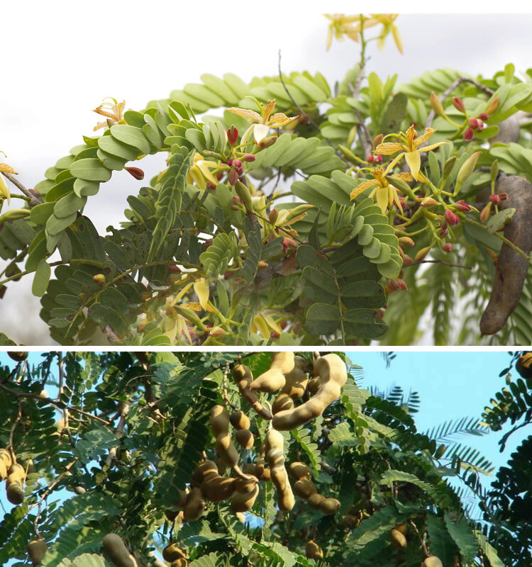 七彩滇园泰国大甜酸角云南特产新鲜酸甜角孕妇零食