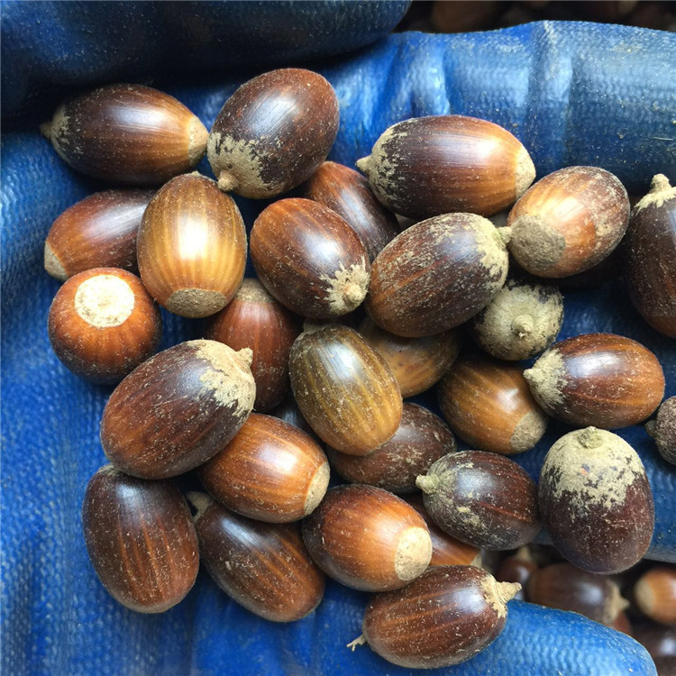 直销优质赤皮青冈种子正宗精品红稠木种子高级珍稀木材用林
