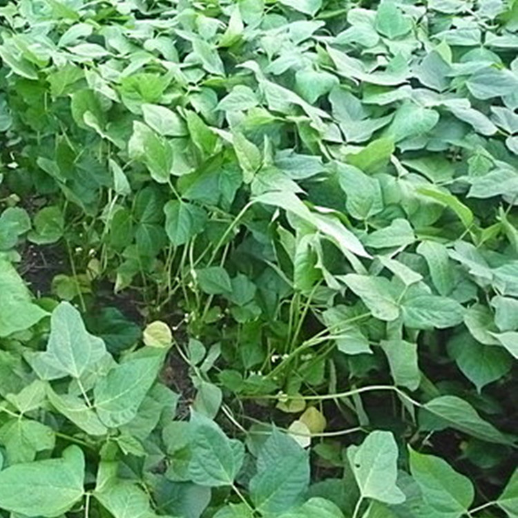 批发销售 万谷食美 花芸豆 红花芸豆 紫花芸豆 16年新豆