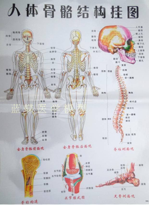 人体骨骼数量图片