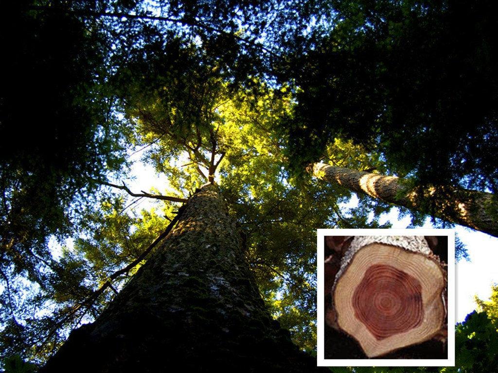 柏尔科普小知识——香脂木豆