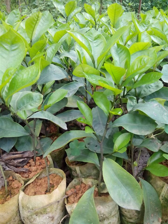 惠州惠东大量(30-80公分高)优质人心果苗人参果苗营养杯苗