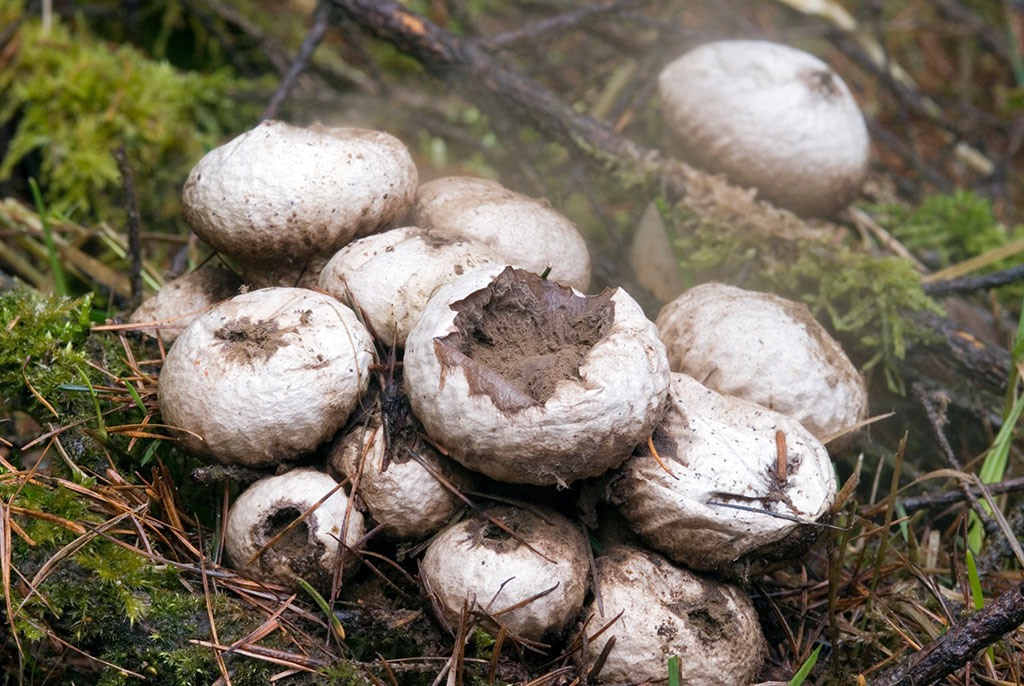 马勃提取物灰菇提取物马勃浸膏粉森冉生物天然提取原料