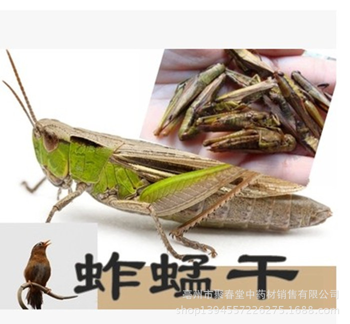 中药材蝗虫干 蝗虫粉 蚂蚱粉 蚂蚱
