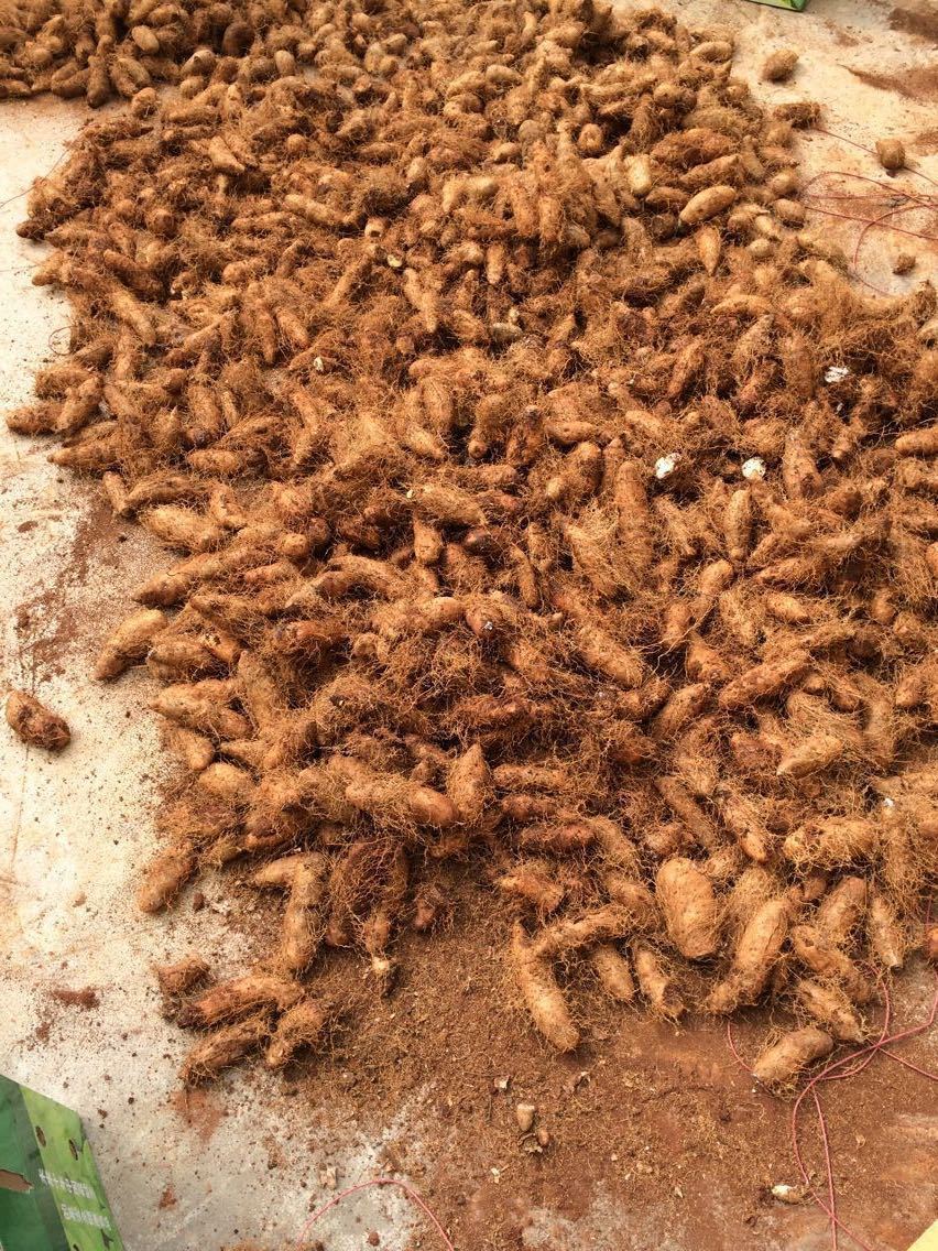 你知道什么是参薯吗