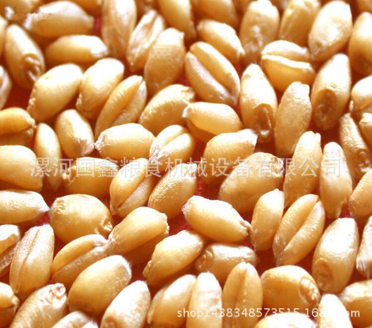 清粮机单电机洗麦机 小麦清理设备 去石头去杂质 自动上料清粮机