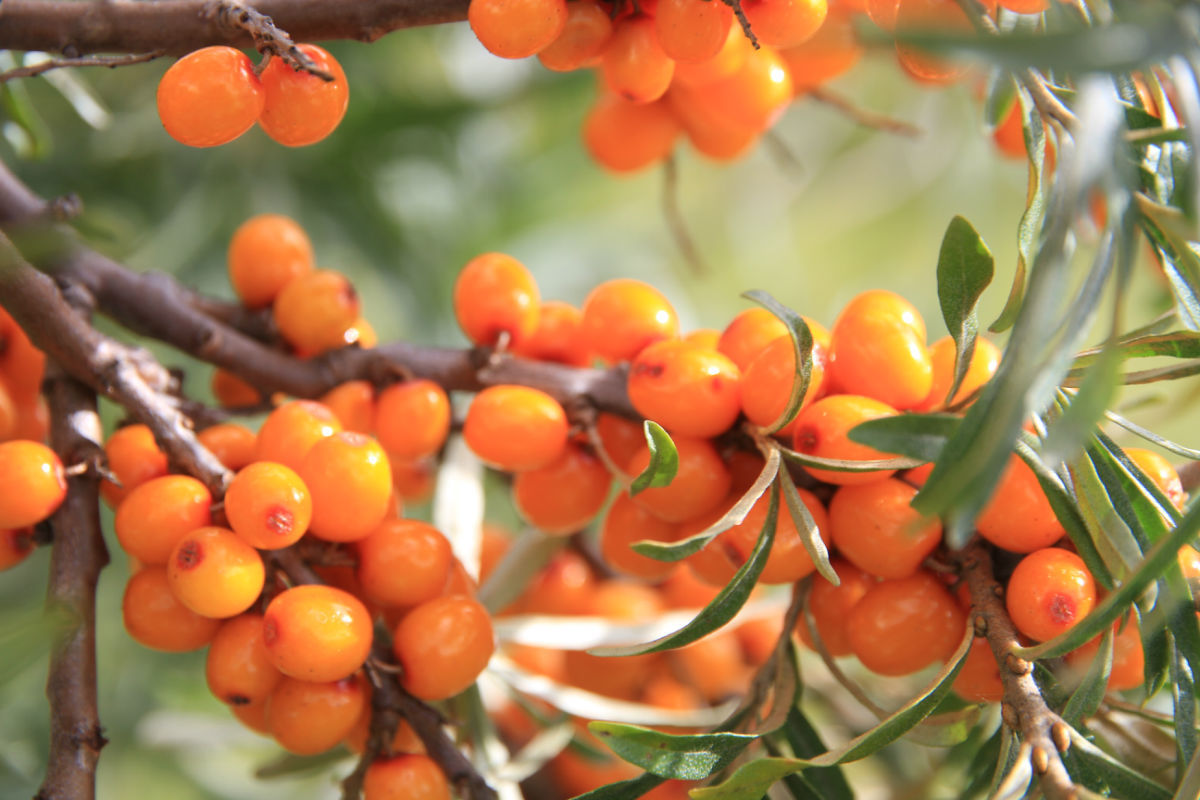 沙棘粉10:1  20:1等【性味】味酸;涩;性温【采收和储藏】9-10月果实