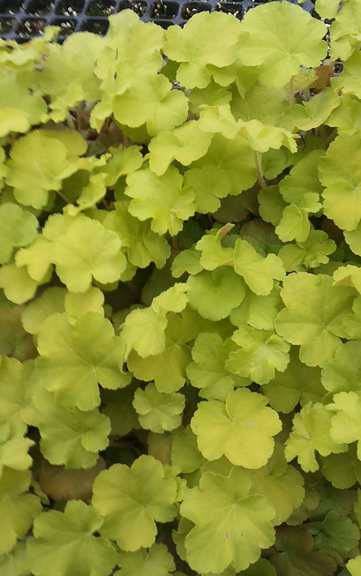 常年批发 彩叶金秋矾根园艺盆栽花卉 外贸绿化矾根盆栽绿植花卉