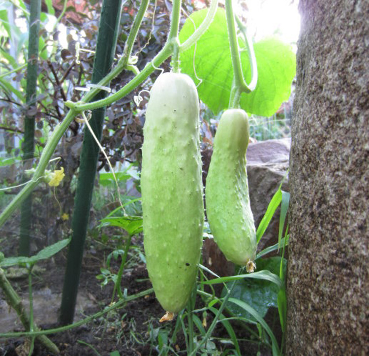 原装彩包/家居盆栽花草种子 阳台蔬菜系列 白叶三黄瓜种子约20粒