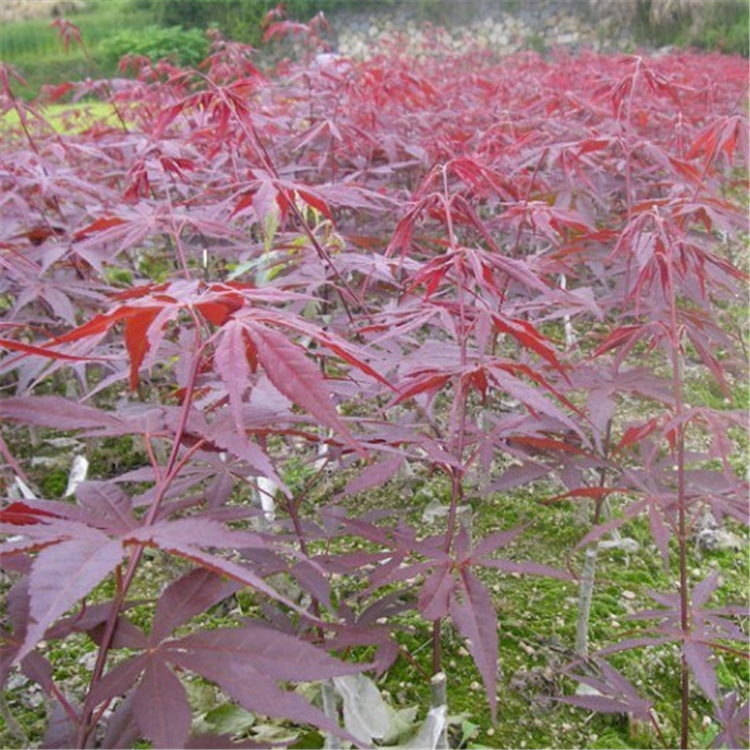 批发美国红枫树苗日本红枫中国红枫绿化苗木四季红枫小苗
