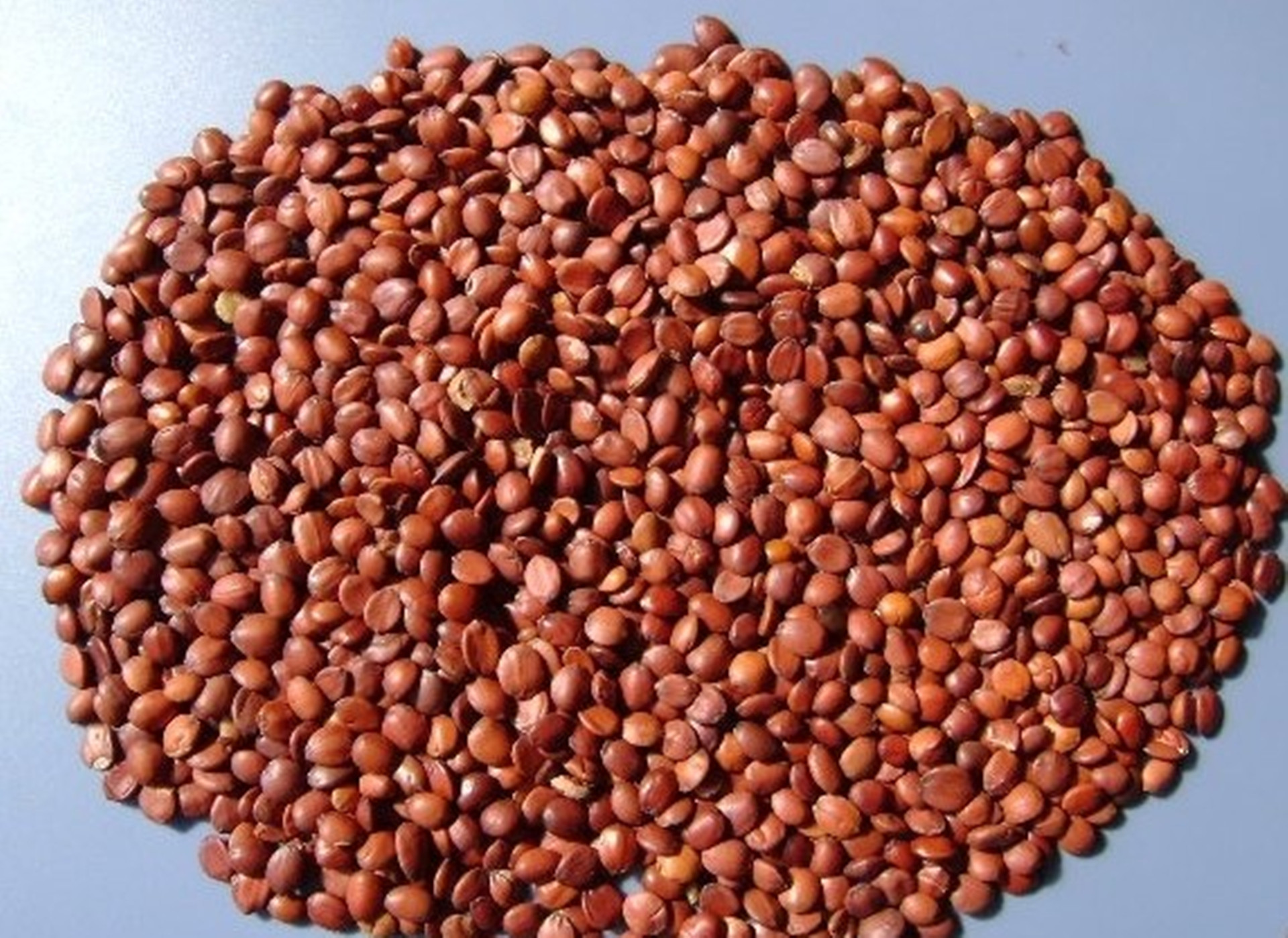 批发供应优质中药材失眠的克星 进口酸枣仁 国产酸枣仁全网低价