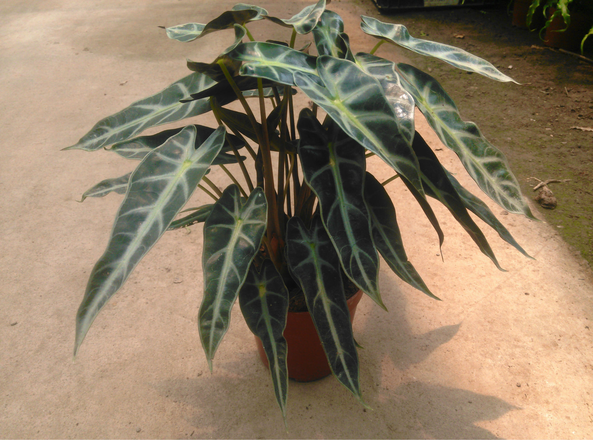 小仙女观音莲海芋120杯a级