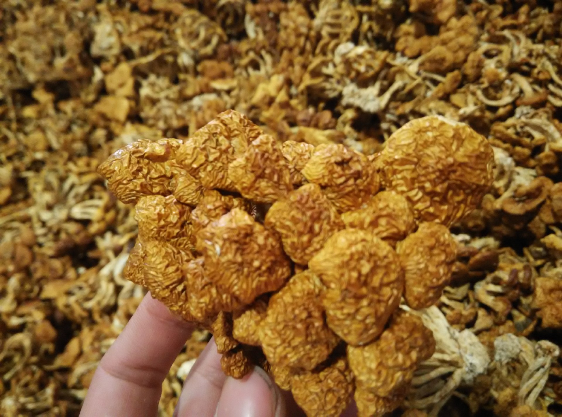 田源蘑菇【产地直批】福建古田滑子菇 滑子蘑滑滑菇干品 1斤