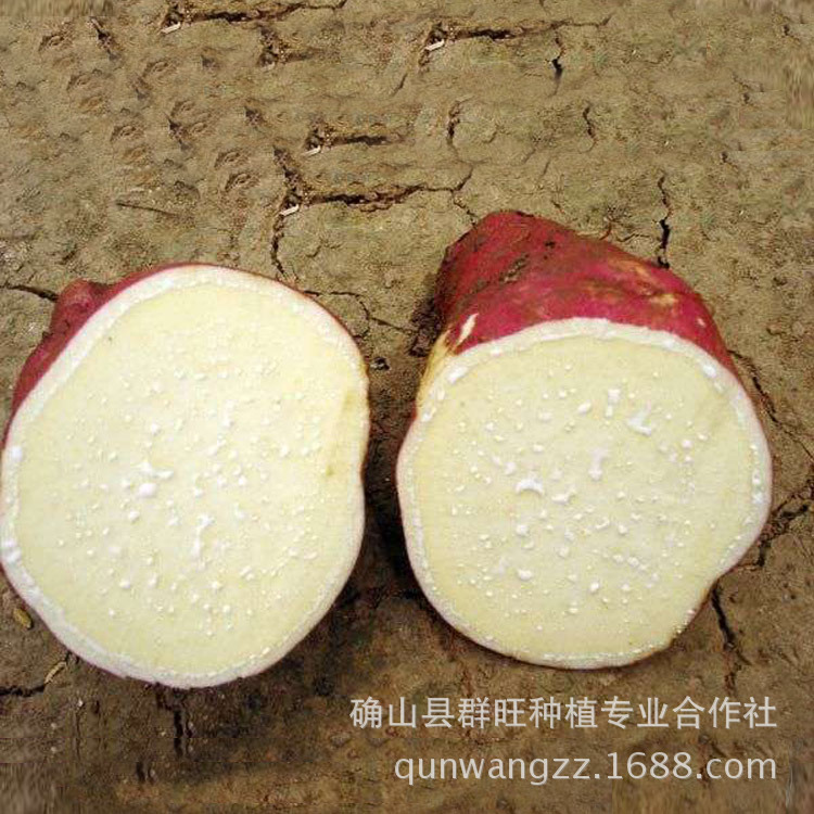 河南瓦岗红薯批发红薯价格徐薯32红薯现货150吨现货供