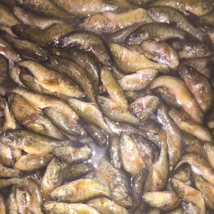 荷味野生蹦蹦鱼,酒店特色菜,厨师的好帮手,天然野生食品