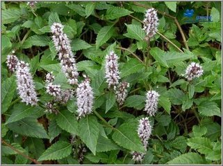 仙人草提取物101凉粉草提取物